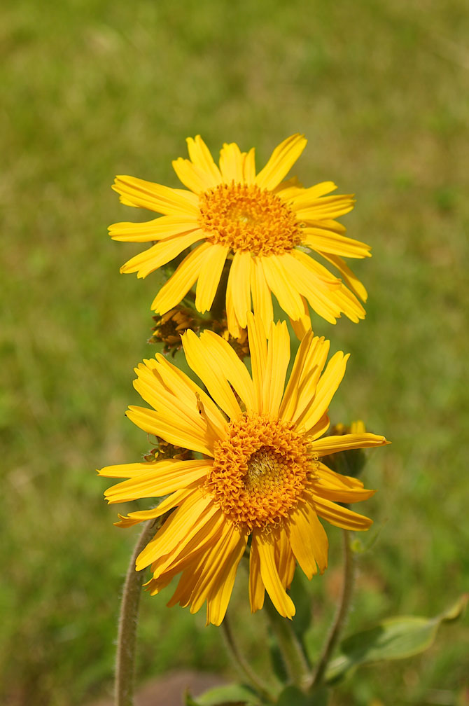 Arnica montana / Arnica